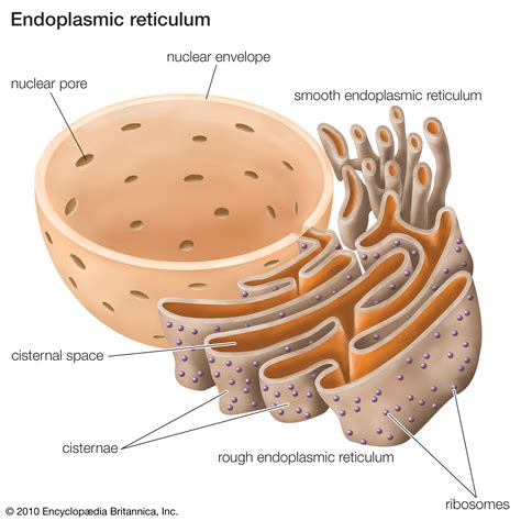 rough endoplasmic reticulum definition.